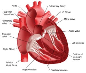 nuclear medicine heart